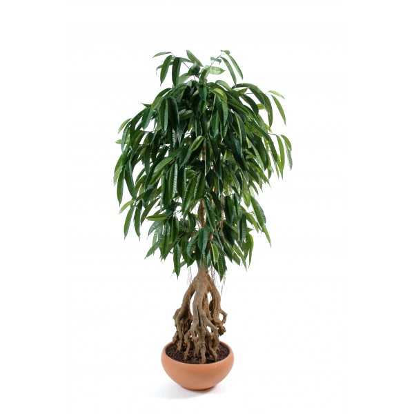Ficus Root Longifolia – Arbre artificiel