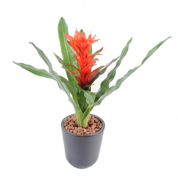 Guzmania – Plante artificielle