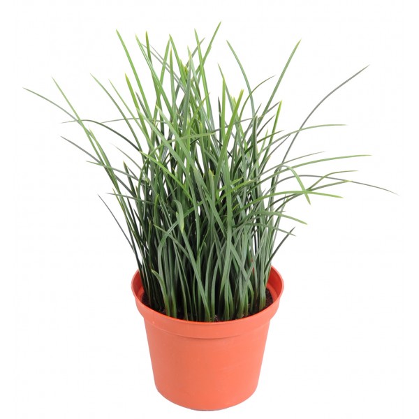 Herbe Fine  Pot 23Cm – Plante artificielle