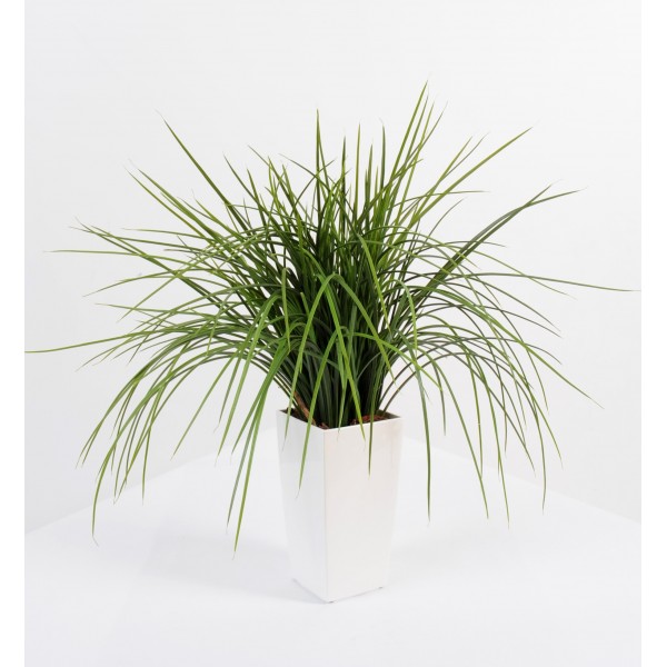 Herbe Onion Grass En Kubis – Composition artificielle