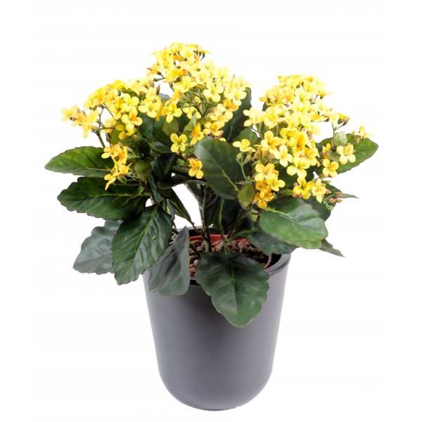 Kalanchoe – Plante artificielle