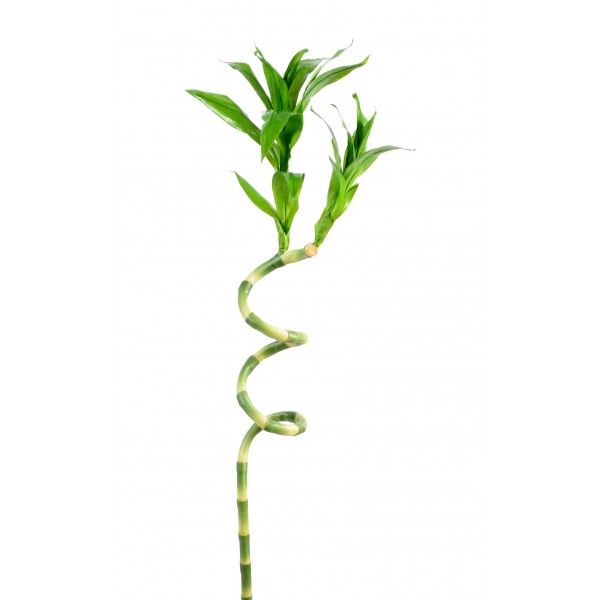 Lucky Bambou – Plante artificielle