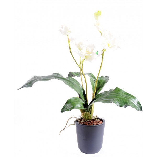 Lycaste Orchidee – Plante artificielle