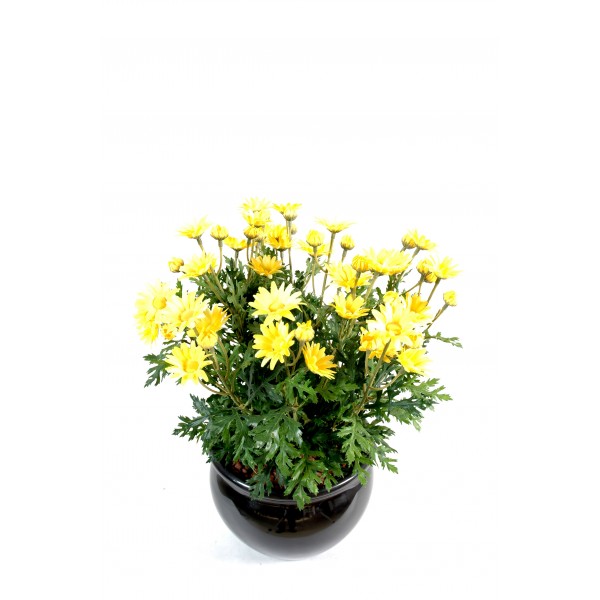 Marguerite Anthemis *120*30 – Plante artificielle