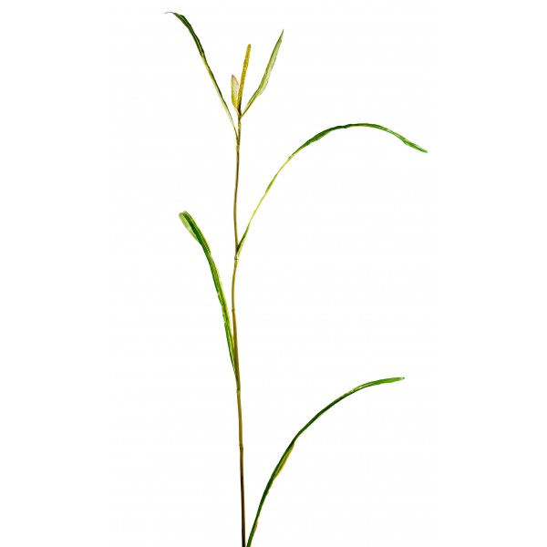 Miscanthus Brin – Plante artificielle