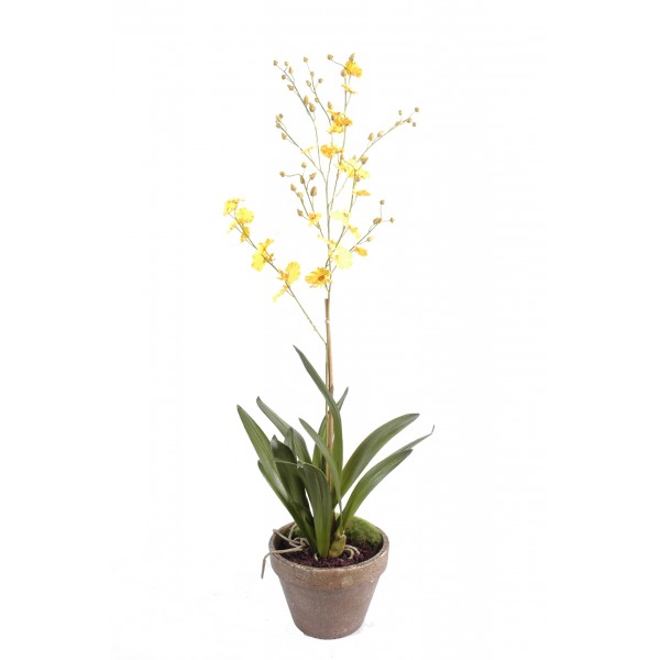 Orchidee Dancing Lady Pot Terre – Composition artificielle