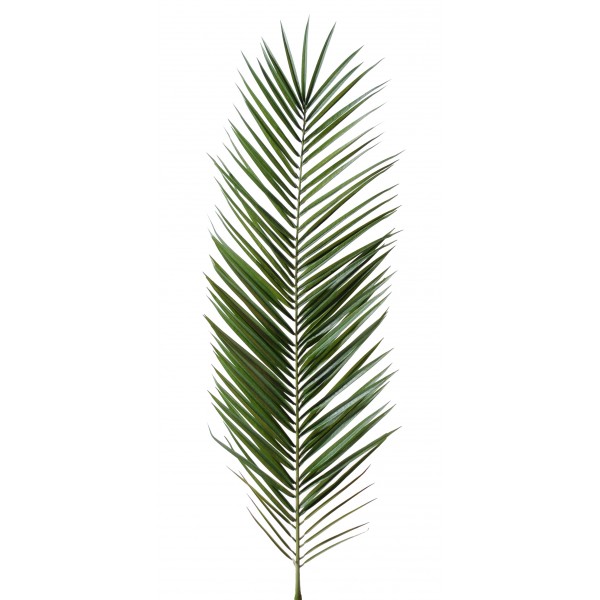 Palme Phoenix Canariensis – Feuillage artificiel