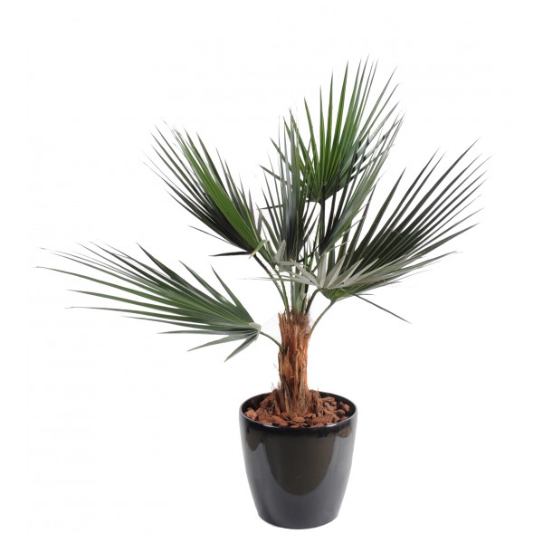 Palmier Washingtonia – Arbre artificiel