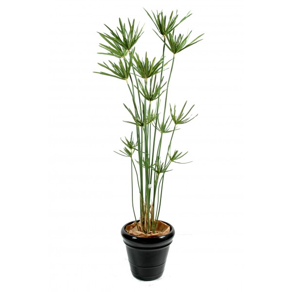 Papyrus Scirpus Diffusus – Plante artificielle