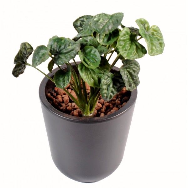 Peperomia Plast – Plante artificielle