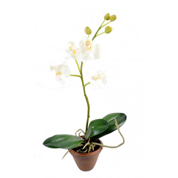 Phalaenopsis En Pot 4 Fleur – Composition artificielle