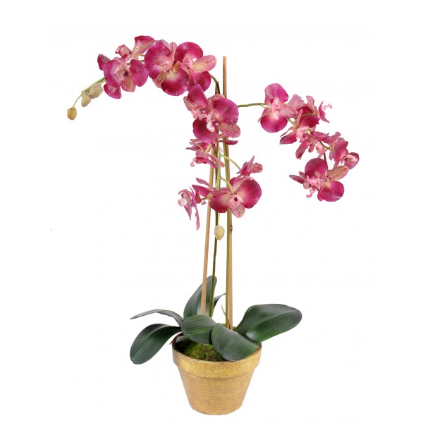 Phalaenopsis L Pot Terre – Composition artificielle