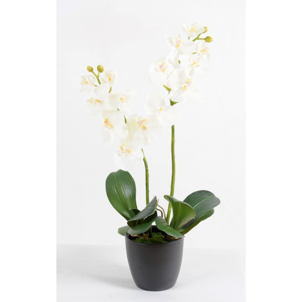 Phalaenopsis M *2 Pot Indoor – Végétal artificiel