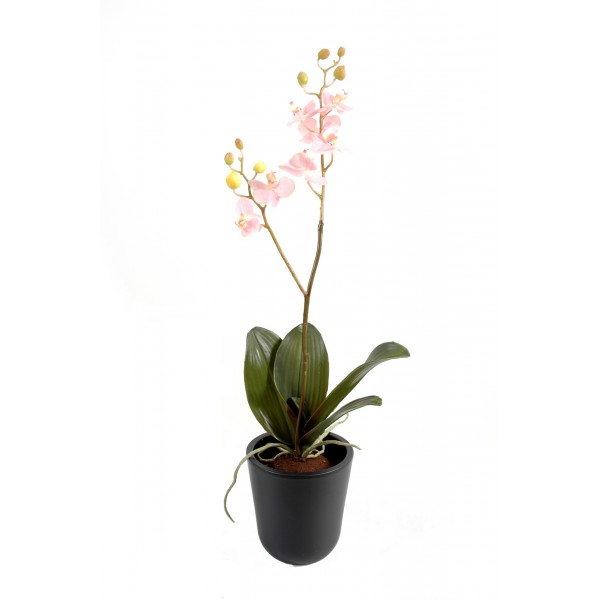 Phalaenopsis M*8 – Plante artificielle