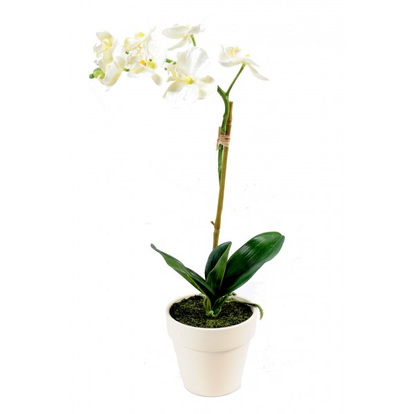 Phalaenopsis Mini Pot – Composition artificielle