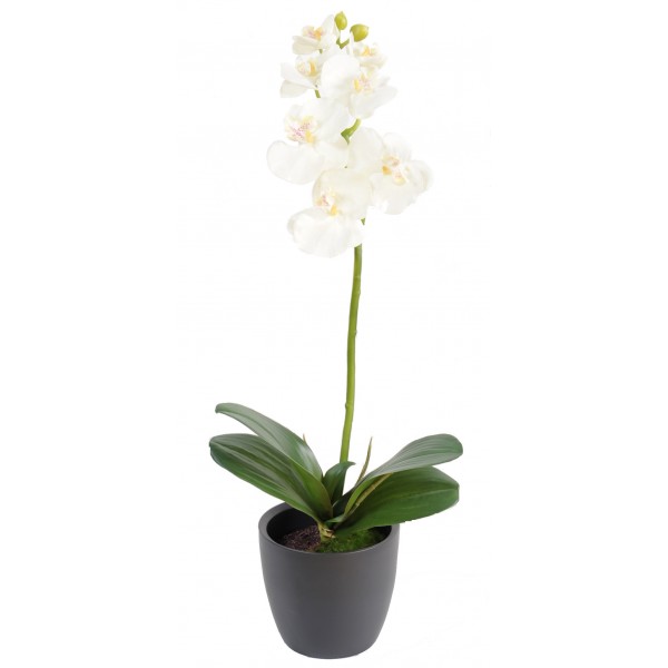 Phalaneopsis M7+2 En Pot Indoor – Composition artificielle