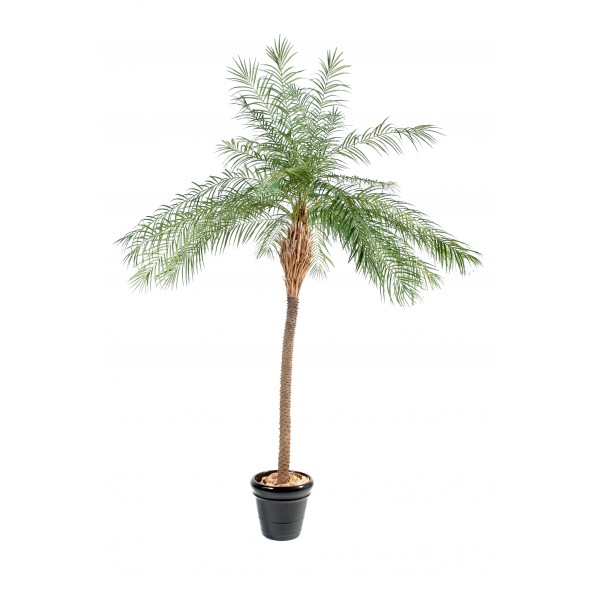 Phoenix New – Arbre artificiel