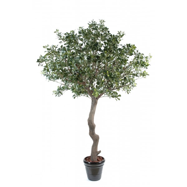 Pittosporum Arbre – Arbre artificiel