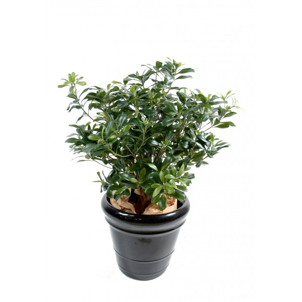 Pittosporum Buisson – Arbre artificiel