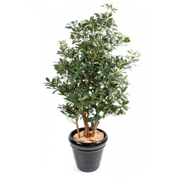 Pittosporum – Arbre artificiel