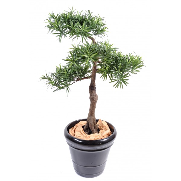 Podocarpus Bonsai*4 – Arbre artificiel