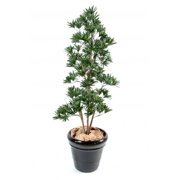 Podocarpus – Arbre artificiel