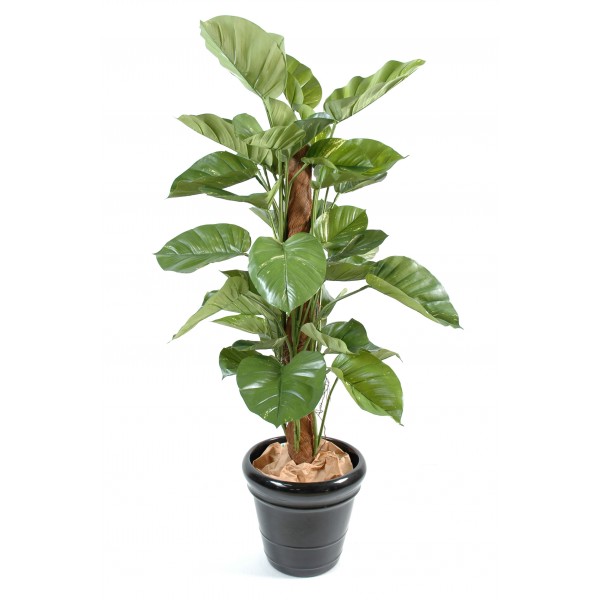 Pothos Geant – Arbre artificiel