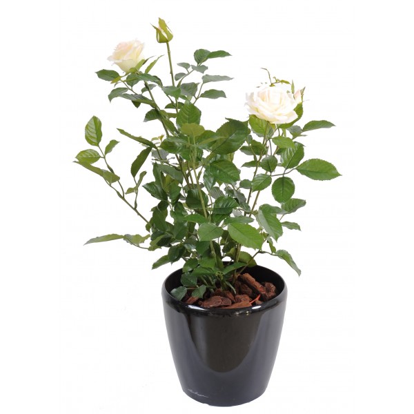 Rosier Royal 60 Cm – Plante artificielle