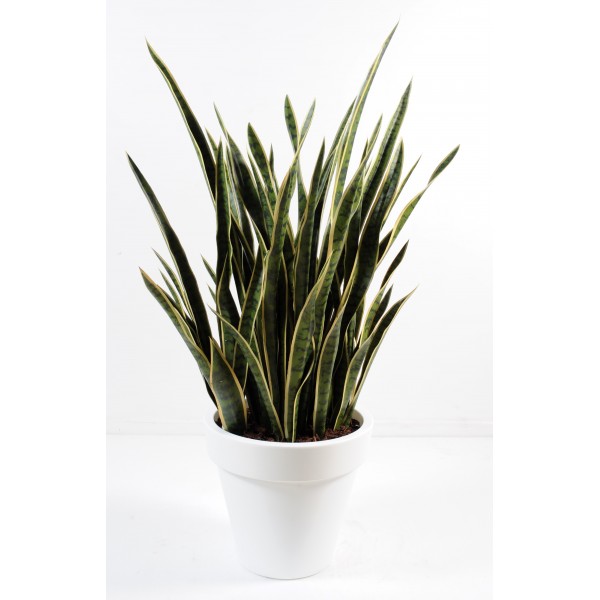 Sansevieria En Pot Pure Rond – Composition artificielle