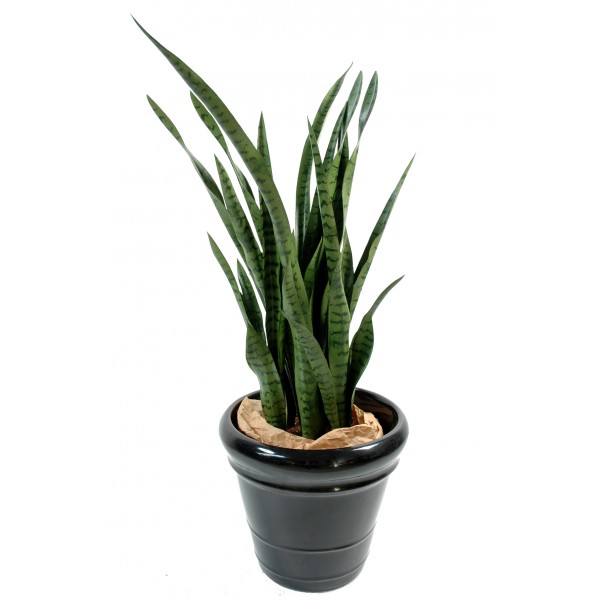 Sansevieria – Plante artificielle