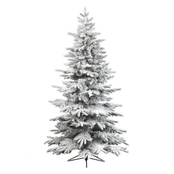 Sapin Alaskan – Noël