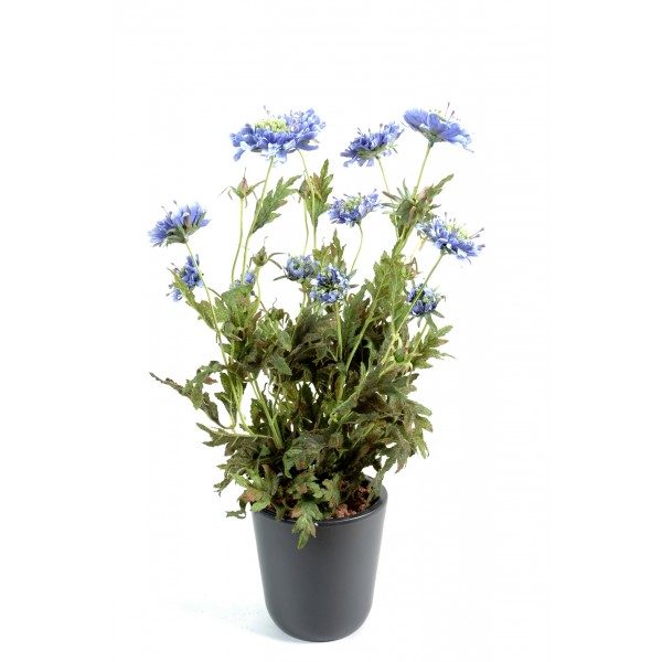 Scabieuse – Plante artificielle