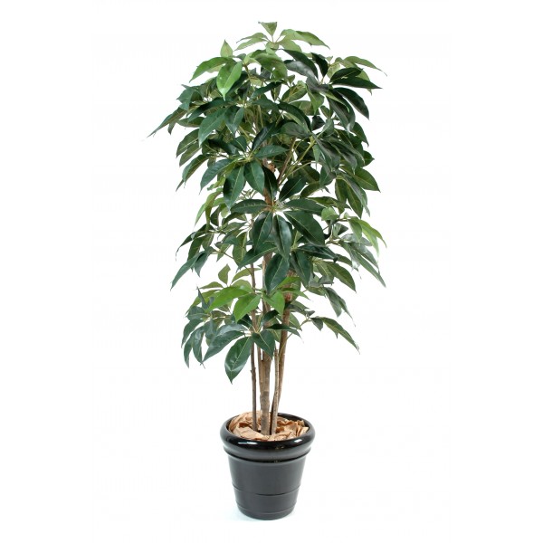 Schefflera Amata – Arbre artificiel