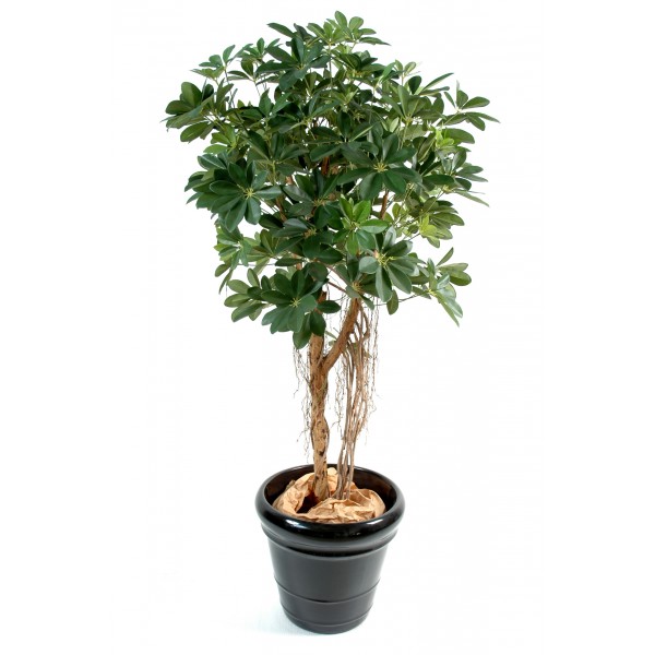 Schefflera Baby Tree – Arbre artificiel