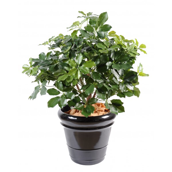 Schefflera Exotica Buisson – Arbre artificiel