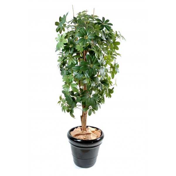 Schefflera – Arbre artificiel