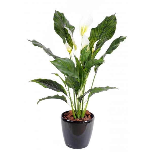 Spathiphyllum Plast 5 Fl – Plante artificielle