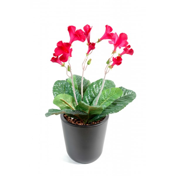 Streptocarpus – Plante artificielle