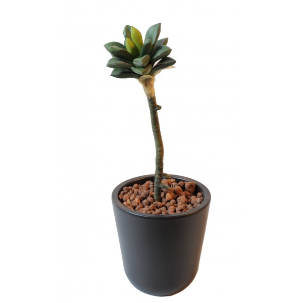 Succulent – Plante artificielle