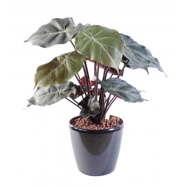 Syngonium Podophyllum – Plante artificielle