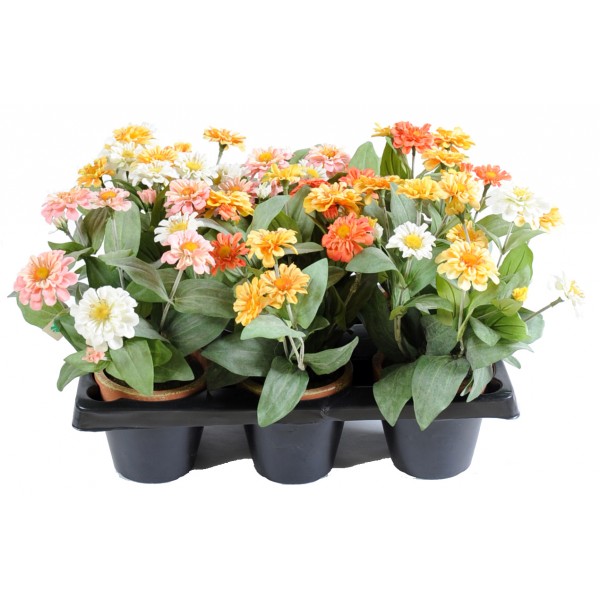 Zinia Pot En Barquette De 6 – Composition artificielle