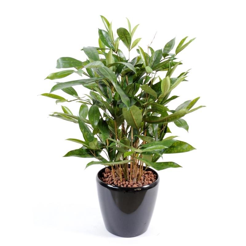 Dracaena Surculosa artificiel vert en pot