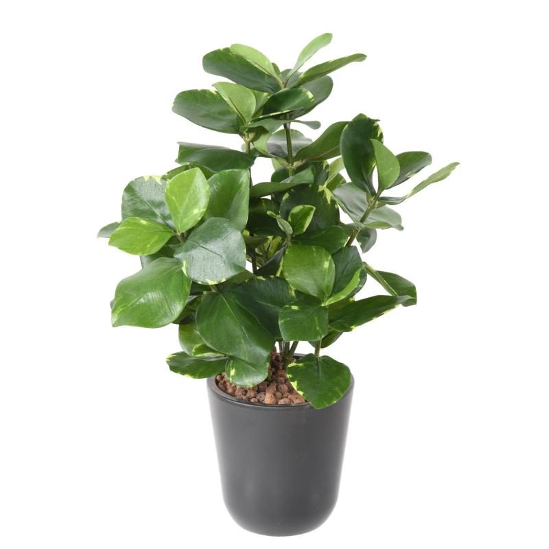 Clusia artificiel aux teintes vert et crème en pot