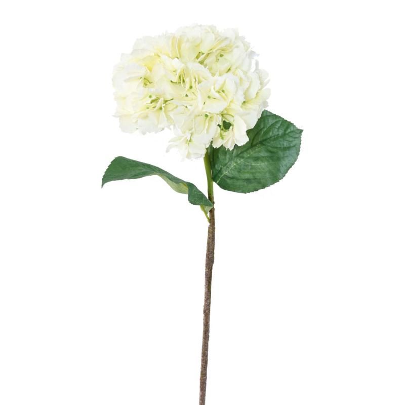 Tige fleurie blanche d’hortensia avec feuilles vertes
