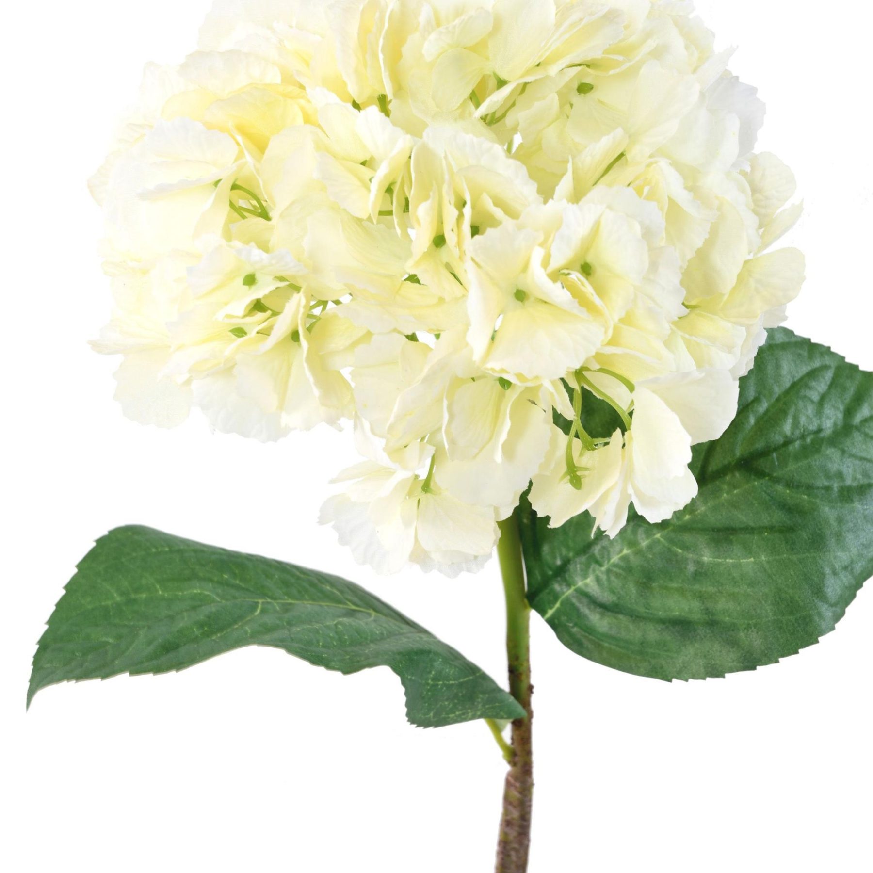 Vue complémentaire : tige fleurie blanche d’hortensia avec feuilles vertes