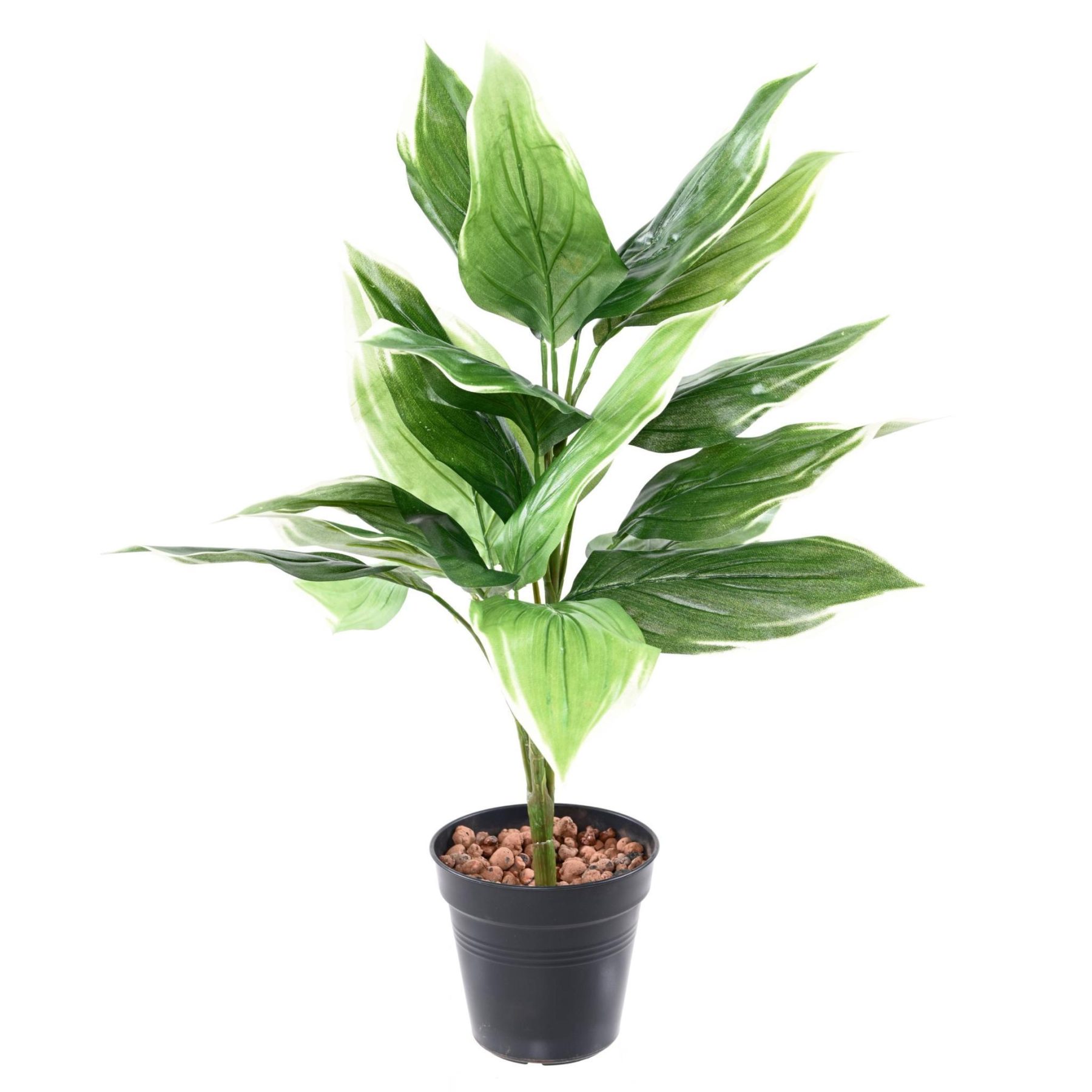 Vue complémentaire : feuillage vert de hosta de 60 cm sur piquet