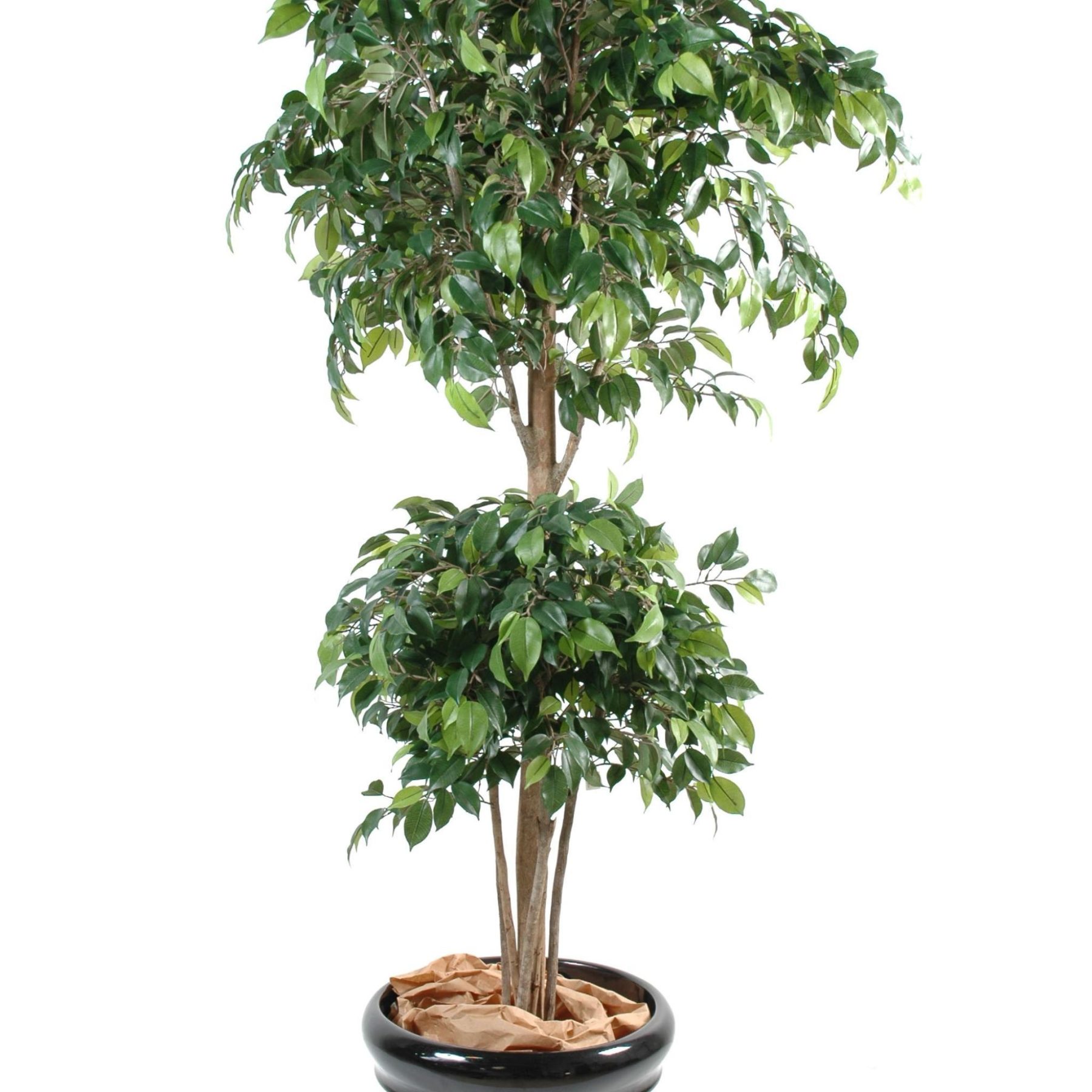 Autre angle : ficus artificiel de 150 cm avec deux couronnes vertes arrondies